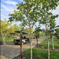 Juglans regia 'Cyril' - Foto 5