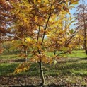 Castanea Sativa - november 2025
