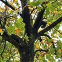 Fagus sylvatica - november 2024