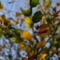 Fagus sylvatica - 3