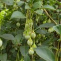 Styrax japonicus - 3