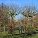 Carpinus betulus - 2