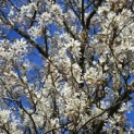 Amelanchier lamarckii - 1