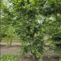 Carpinus Betulus - 4