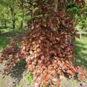 Fagus sylvatica Atropunicea - 4