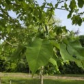 Magnolia Tripetala - 2