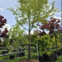 Gleditsia  triacanthos ‘Sunburst’ - Foto 2