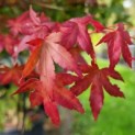 #122 Acer palmatum Japanischer Ahorn