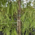Taxodium distichum 'Shawnee Brave' - Foto 3