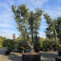 Quercus Suber - Foto 6