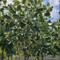 Liriodendron tulipifera 'Snowbird' - 7