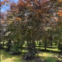 Fagus sylvatica 'Atropunicea' - 2