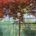 Acer palmatum 'Garnet' - Foto 1