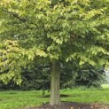 Carpinus Betulus - 2