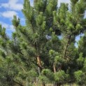 Pinus sylvestris - 4