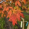 Acer Triflorum - Foto 5