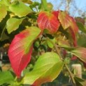 Parrotia persica