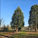 Sequoiadendron Giganteum - Foto 1