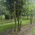 Platanus x Hispanica - 3