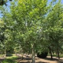 Pterocarya Stenoptera - 2