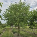 Broussonetia papyrifera - 2