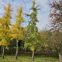 Ginkgo biloba - 3