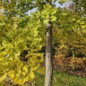 Ginkgo biloba - 4