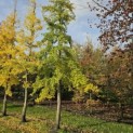 Ginkgo biloba - 5