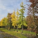 Ginkgo biloba -  1e ginkgo vanaf rechts