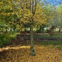 Carpinus Betulus - november 2024