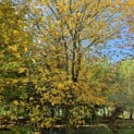 Carpinus Betulus - 5