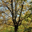 Carpinus Betulus - november 2024