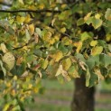 Tilia cordata 'Böhlje' - 3