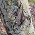 Tilia cordata 'Böhlje' - ruige stam met oude wonden, kieren en spleten