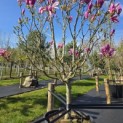 Magnolia 'Susan' - 4