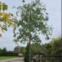 Quercus Palustris - 1
