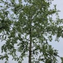 Quercus Palustris - 2