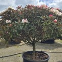 Rhododendron yakushimanum 'Hydon Velvet' - 1