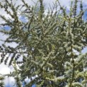 Cedrus libani 'Glauca' - 5