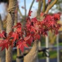 Acer palmatum 'Ueno Yama' - november 2025