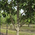 Magnolia 'Wada's Memory' - Foto 2