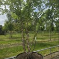 Betula nigra - 2