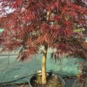 Acer palmatum 'Garnet' - 3