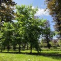 Liquidambar Styraciflua - 7