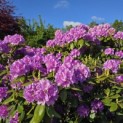 Rhododendron 'Catawbiense Grandiflorum' - 1
