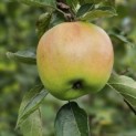 Malus domestica 'Notarisappel' - Foto 1