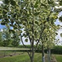 Liriodendron tulipifera 'Snowbird' - 1
