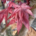 Acer palmatum 'Fireglow' - Afbeelding 1