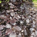Fagus sylvatica 'Atropunicea' - 3