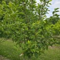 Magnolia 'Soulangeana' - Foto 3